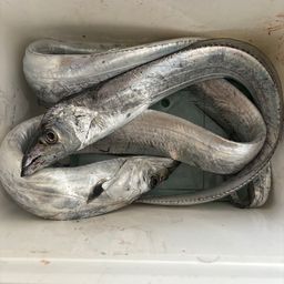 タチウオ