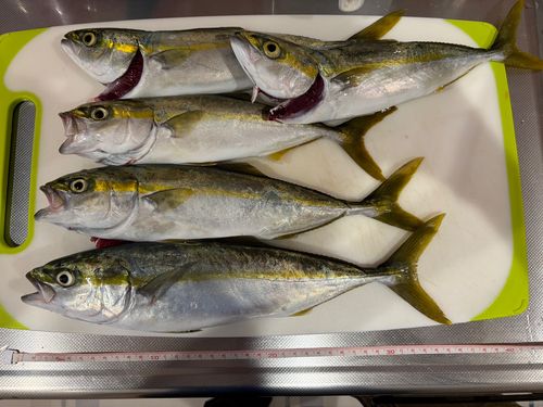 ツバスの釣果