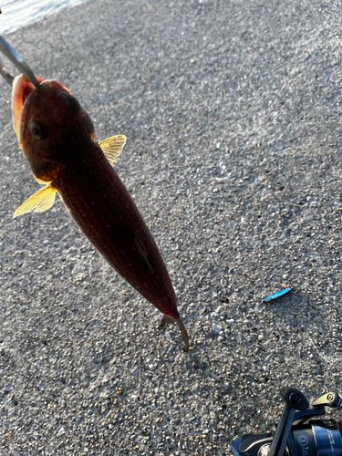 エソの釣果