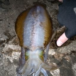 アオリイカ
