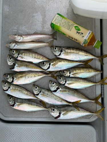アジの釣果