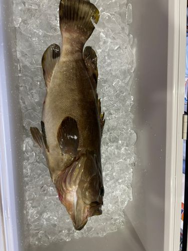 クエの釣果