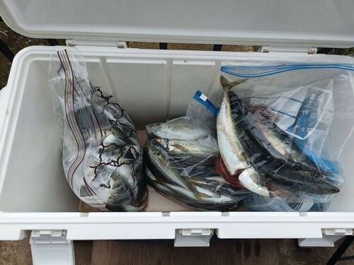 マアジの釣果