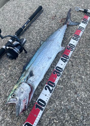 サワラの釣果
