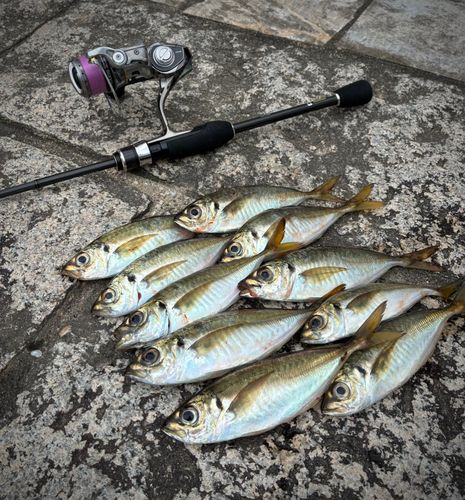 アジの釣果