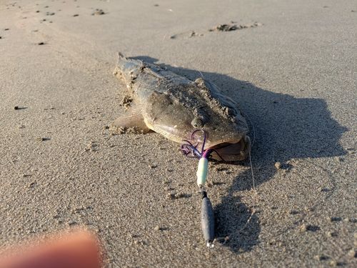 マゴチの釣果