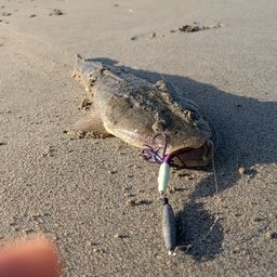 マゴチ