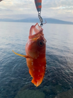 アカハタの釣果