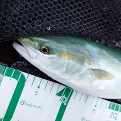 ツバイソの釣果