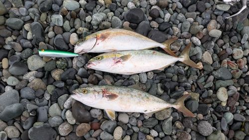 ワカシの釣果