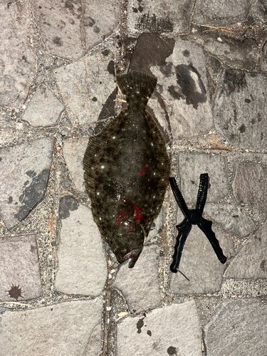 ヒラメの釣果