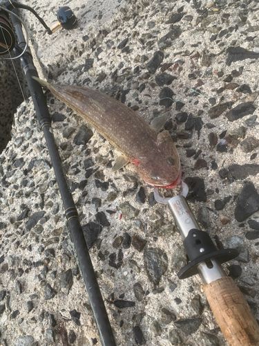 エソの釣果