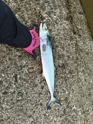 サゴシの釣果
