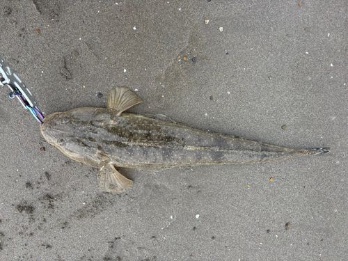 マゴチの釣果