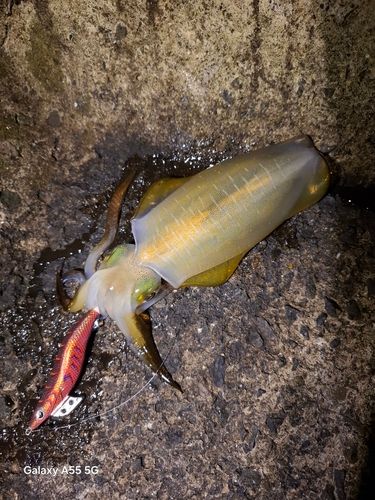 アオリイカの釣果