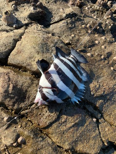 シマダイの釣果