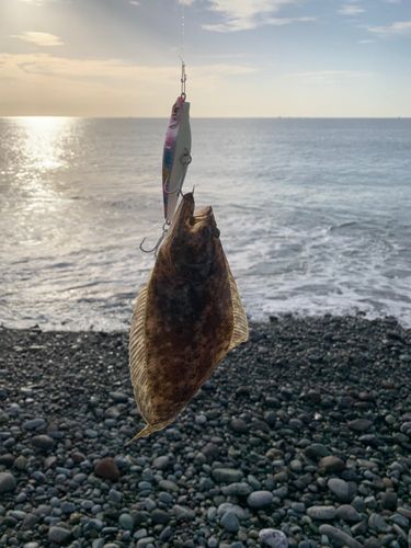 ヒラメの釣果