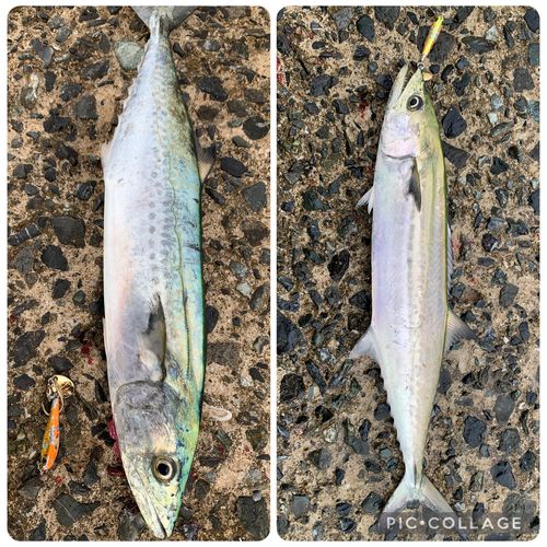 サゴシの釣果