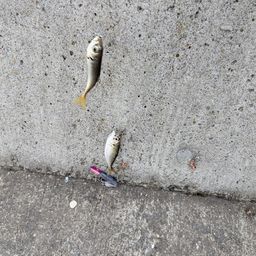 アジ