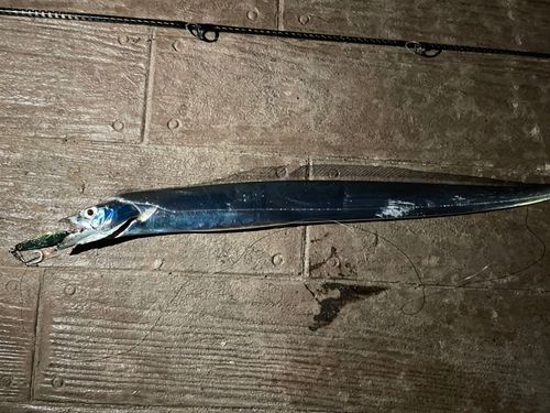 タチウオの釣果
