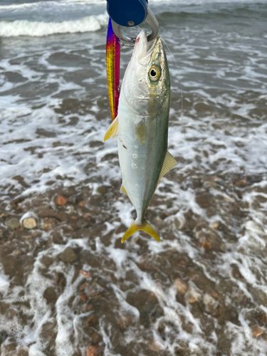 コゾクラの釣果