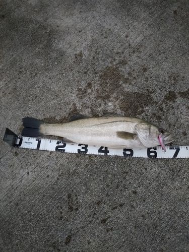 シーバスの釣果