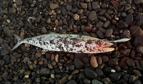 サゴシの釣果