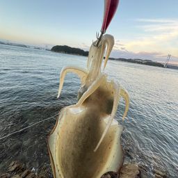 コウイカ
