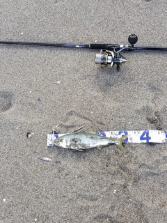 ワカシの釣果