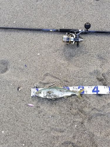 ワカシの釣果