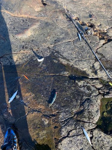 ウルメイワシの釣果