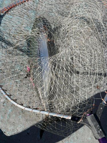 サワラの釣果