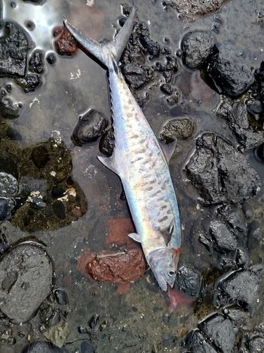 釣果