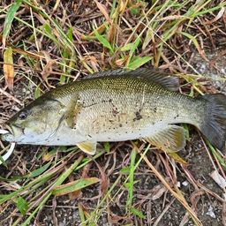 スモールマウスバス