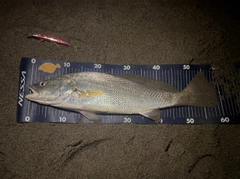 ニベの釣果
