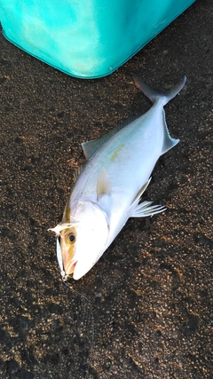 ショゴの釣果