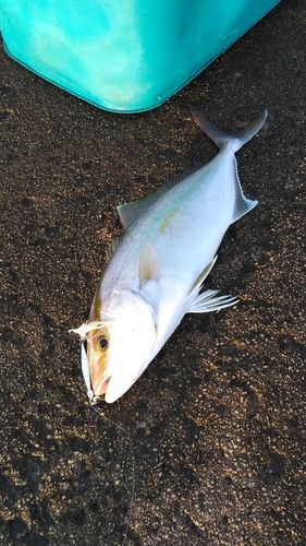 ショゴの釣果