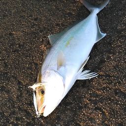 ショゴ
