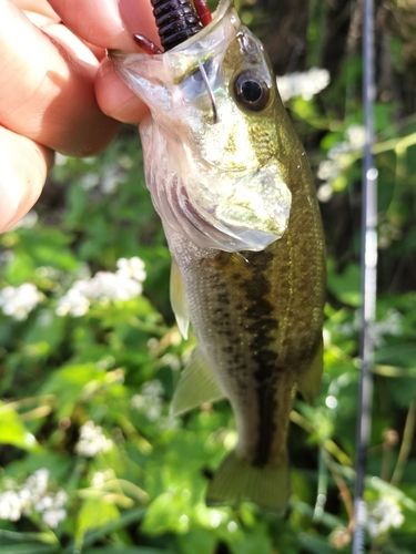ラージマウスバスの釣果