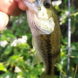 ラージマウスバス