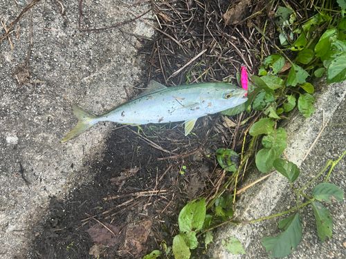 コゾクラの釣果