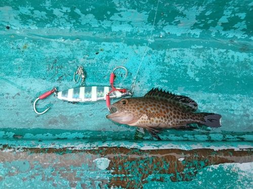 オオモンハタの釣果