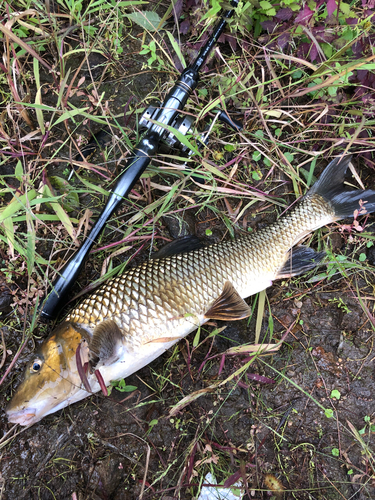 ニゴイの釣果