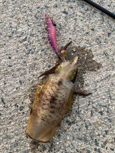アオリイカの釣果