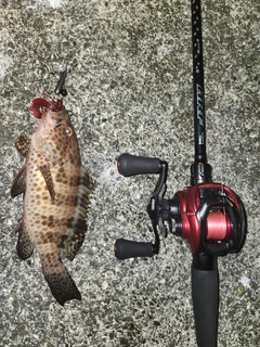 オオモンハタの釣果