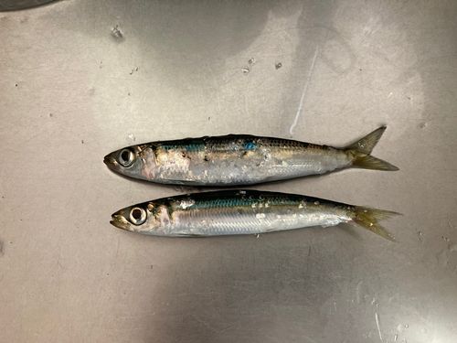 ウルメイワシの釣果