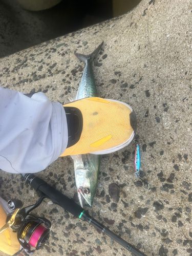サゴシの釣果