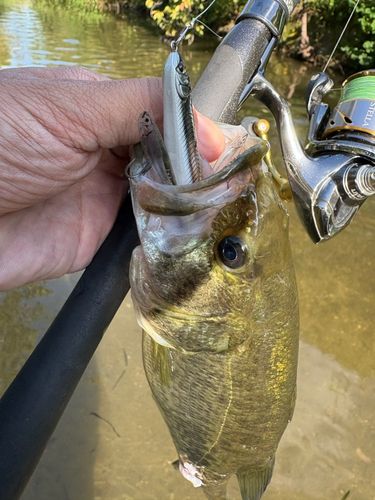 ラージマウスバスの釣果