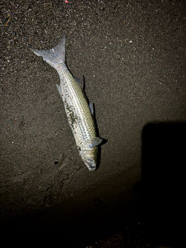 ボラの釣果