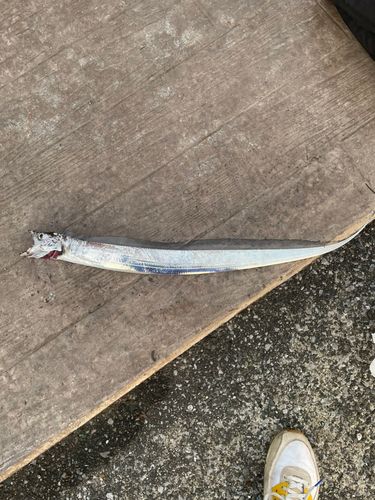 タチウオの釣果